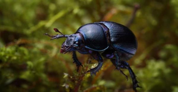 Types of beetles - black caterpillar hunter beetle