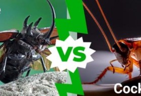 蟑螂和甲虫:5个关键的区别