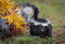 什么时候是臭鼬的交配季节:它们什么时候繁殖?