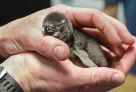欢迎来到这个世界!濒危的非洲企鹅幼崽在水族馆孵化