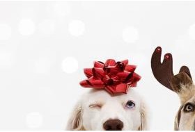 凤凰城将收养8只可爱的小狗作为圣诞节礼物