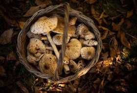 阳伞蘑菇:一个完整的指南