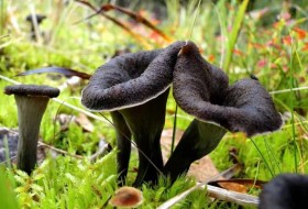黑色喇叭蘑菇:一个完整的指南