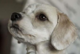 12种可爱的马耳他犬品种