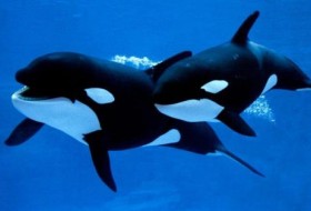 鲸鱼是如何交配和繁殖的?