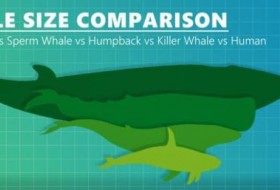鲸鱼大小比较:不同的鲸鱼有多大?