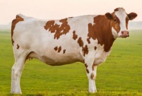 奶牛寿命:奶牛能活多久?