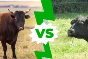 公牛和母牛:有什么区别?