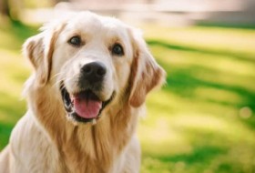 狗的尿路感染:体征、症状和如何治疗