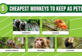 5只最便宜的宠物猴子