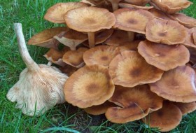 8种不同类型的草坪蘑菇
