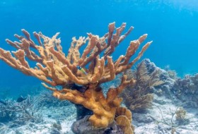 六种珊瑚