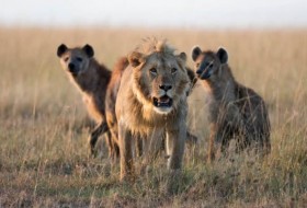 看这些鬣狗嘲笑和偷一只巨大的雄狮