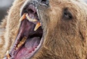 观看史诗般的北极之战:驯鹿大战北极熊