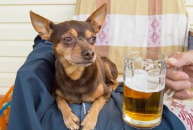 狗能喝啤酒吗?其他酒呢?