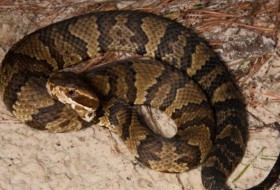 俄克拉何马州的水腹蛇:它们住在哪里以及它们咬人的频率