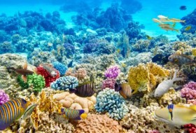 珊瑚吃什么?10多种可以吃的东西