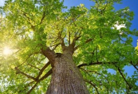 椴树vs桤木:有什么不同?