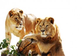 请看2只巨大的狮子争夺主导权的慢镜头