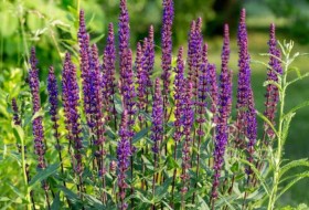 鼠尾草vs.薰衣草:两种不同寻常的紫色草药