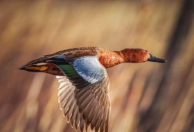 新墨西哥州的猎鸭季节:季节日期、袋限等