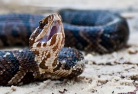 密西西比州的水腹蛇:它们生活的地方和它们咬人的频率