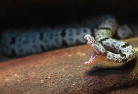 加州花园蛇:识别你花园里最常见的蛇
