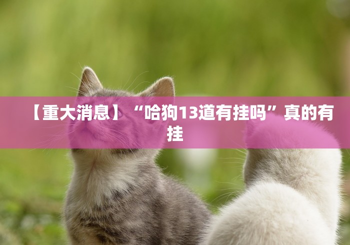 【重大消息】“哈狗13道有挂吗”真的有挂